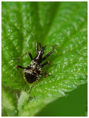 Himacerus apterus