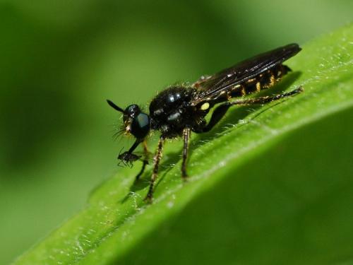 Choerades sp.