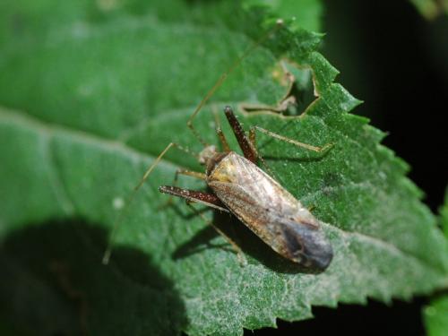 Réf. 33 693 : Phytocoris ulmi