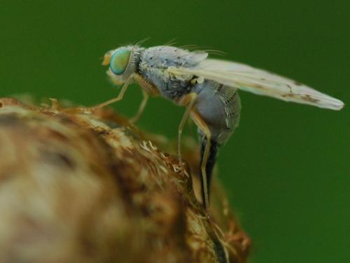 Réf. 33 775 : Acanthiophilus helianthi
