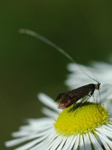Réf. 33 996 : Nemophora pfeifferella