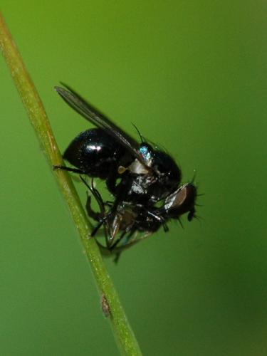 Réf. 33 949 : Coenosia atra