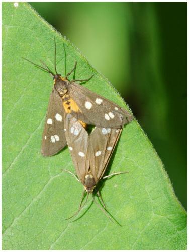 Dysauxes punctata