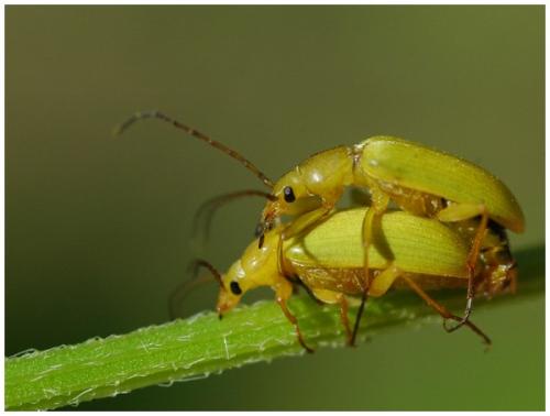 Réf. 33 925 : Cteniopus sulphureus