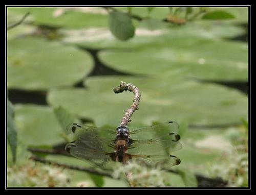 Libellula fulva