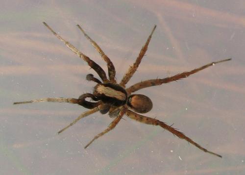 Réf. 33 373 : Xerolycosa sp.