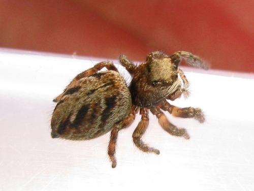 Evarcha arcuata