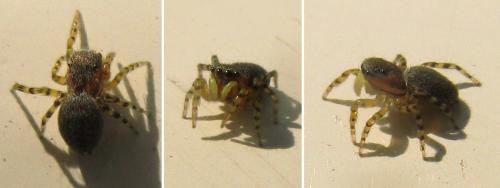 Talavera sp.