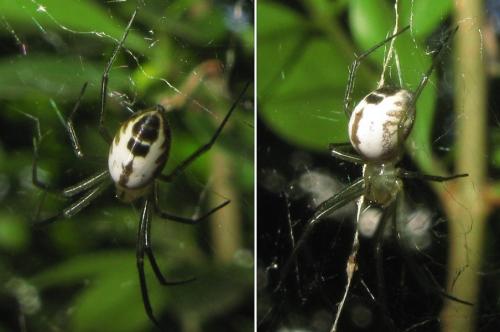 Réf. 33 682 : Neriene emphana