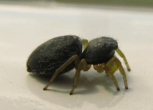 Heliophanus flavipes
