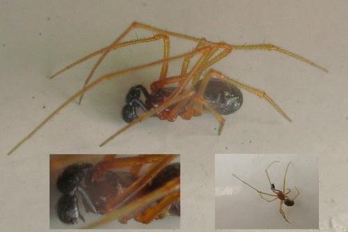Réf. 33 927 : Neottiura bimaculata