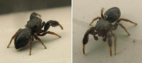 Réf. 33 830 : Sibianor aurocinctus