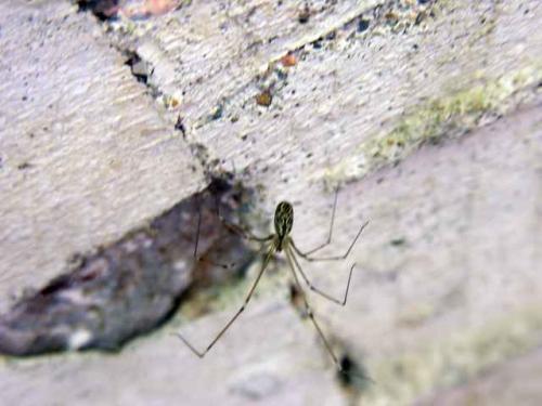 Holocnemus pluchei