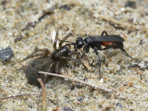 Réf. 33 398 : Anoplius infuscatus