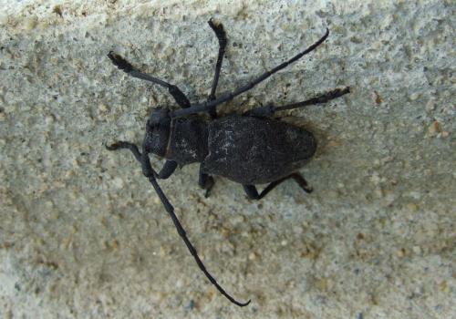 Morimus asper