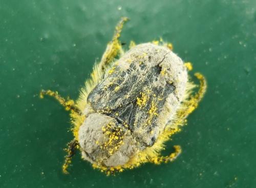 Tropinota hirta