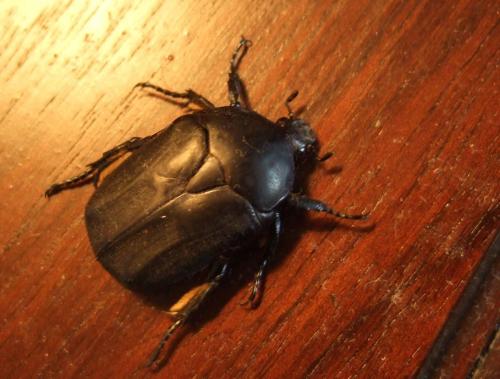 Potosia opaca