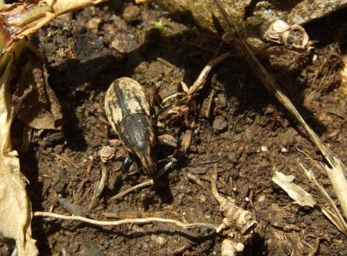 Réf. 33 252 : Pseudocleonus cinereus