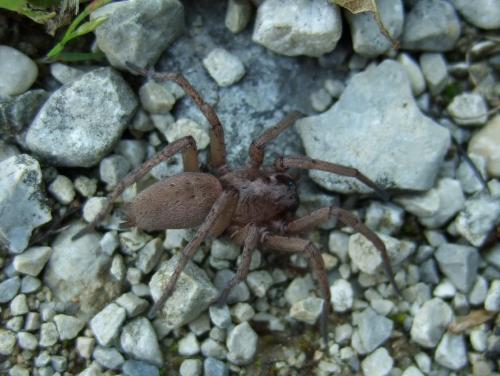 Drassodes sp.