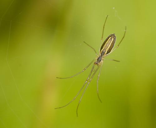 Tetragnatha sp.