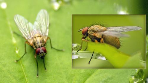 Helina sp.