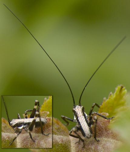 Réf. 33 010 : Tettigoniinae inconnu