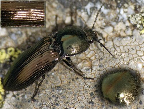 Selatosomus aeneus