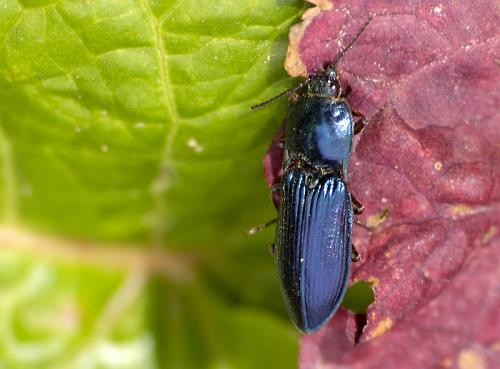 Selatosomus aeneus