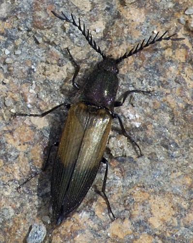 Réf. 33 034 : Ctenicera cuprea
