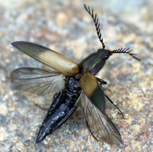 Ctenicera cuprea