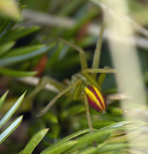 Micrommata virescens