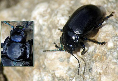 Réf. 33 046 : Oreina sp.