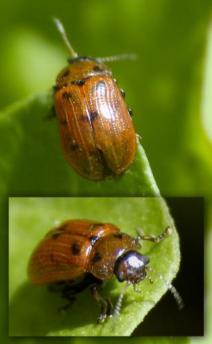 Gonioctena sp.