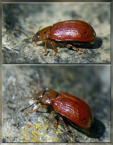 Gonioctena sp.
