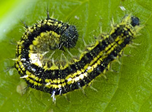 Aglais urticae