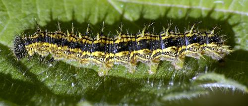 Aglais urticae