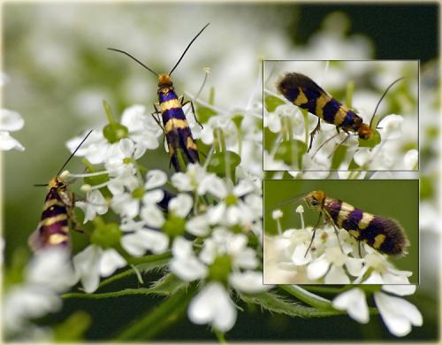 Micropterix sp.