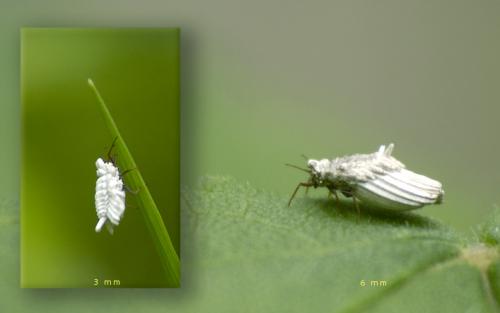 Orthezia urticae