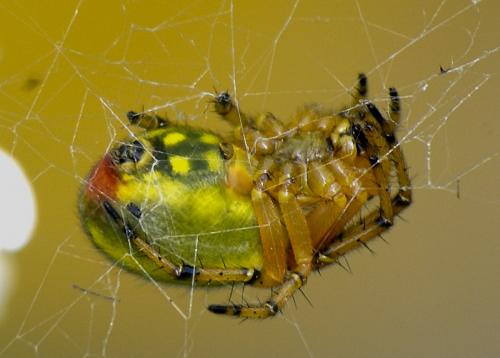 Araniella alpica