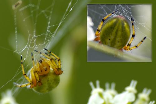Réf. 33 432 : Araniella alpica
