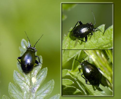 Euryopicoris nitidus