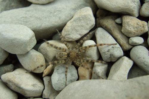 Arctosa sp.