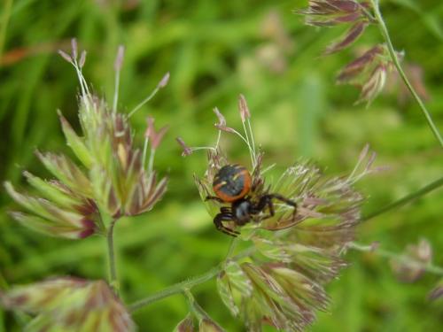 Synema globosum