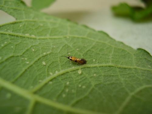 Réf. 33 065 : Chrysoesthia drurella