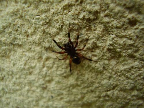 Steatoda sp.