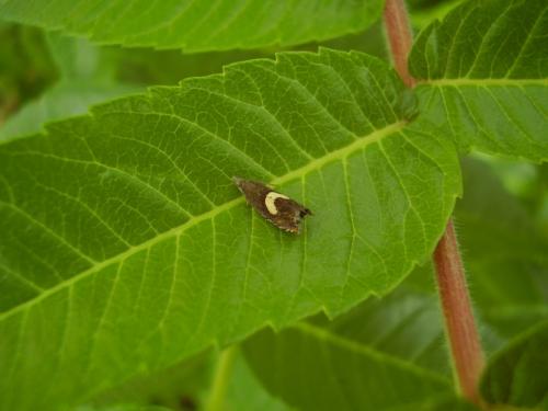 Réf. 33 296 : Grapholita sp.