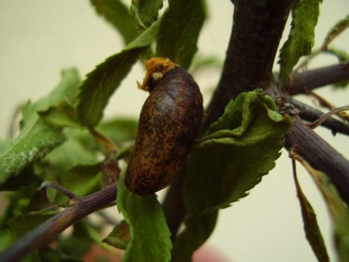 Thecla betulae