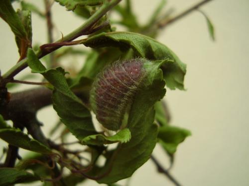 Thecla betulae