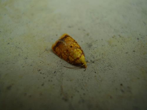 Acleris bergmanniana