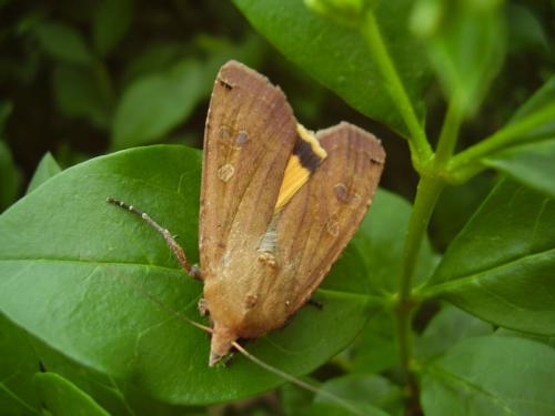 Noctua pronuba